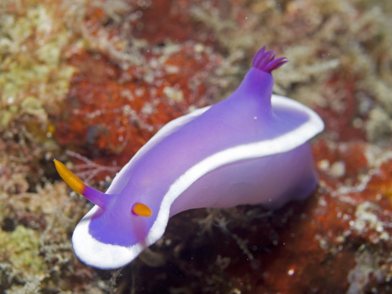 Nudibranch, Mabul